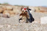 YORKSHIRE TERRIER 318
